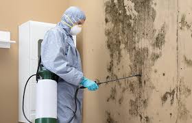 Professional Mold Removal & Remediation in Stratford, CA